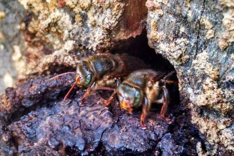 Convivência pacífica entre fumacê e abelhas avança na Grande Vitória